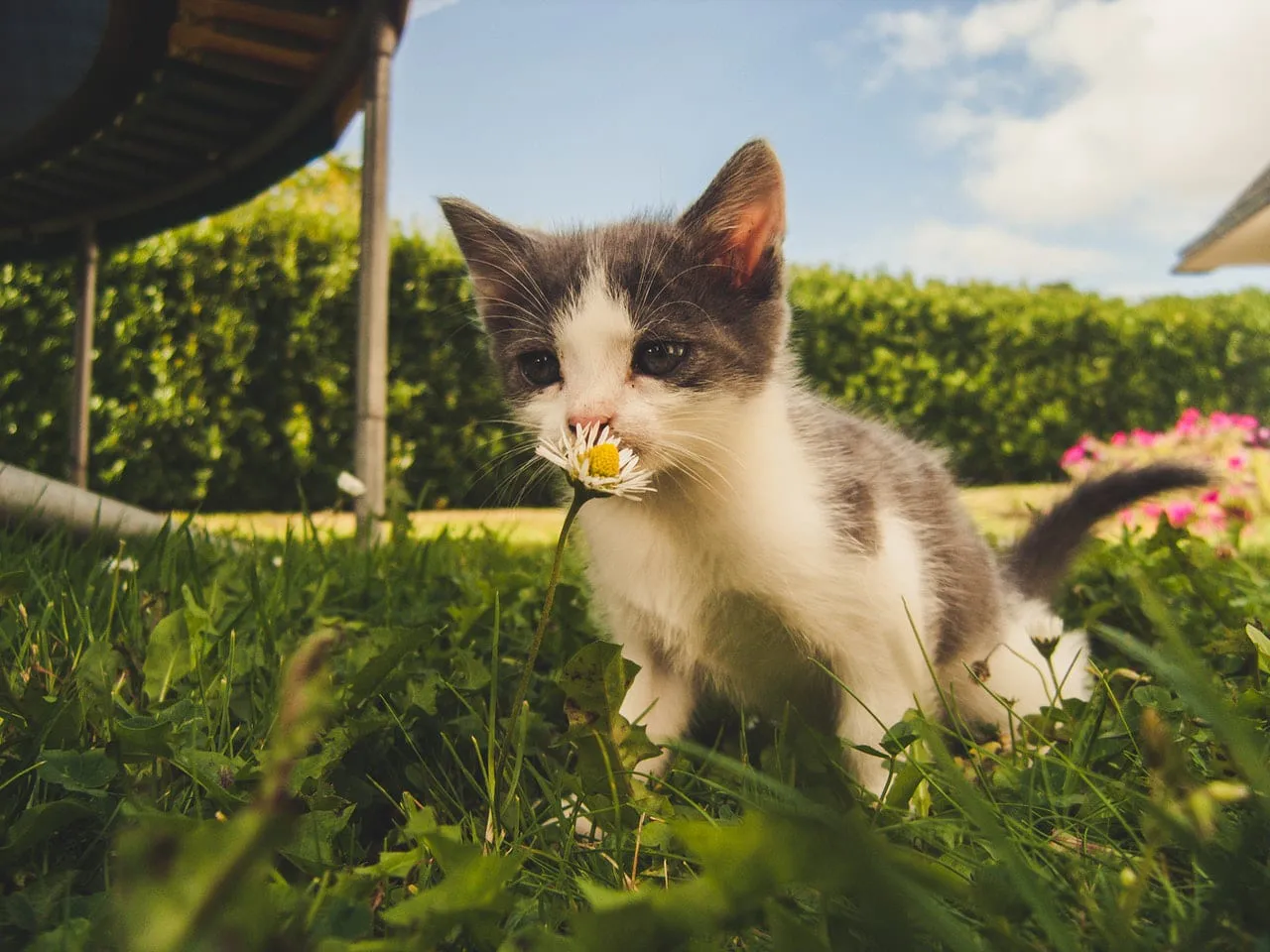 Kitten in the garden sniffing a daisy
