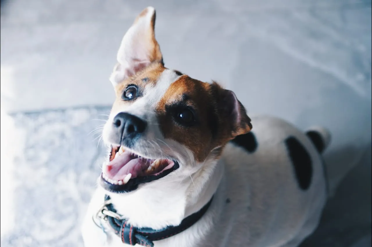 Happy Jack Russell terrier looking up with its mouth open