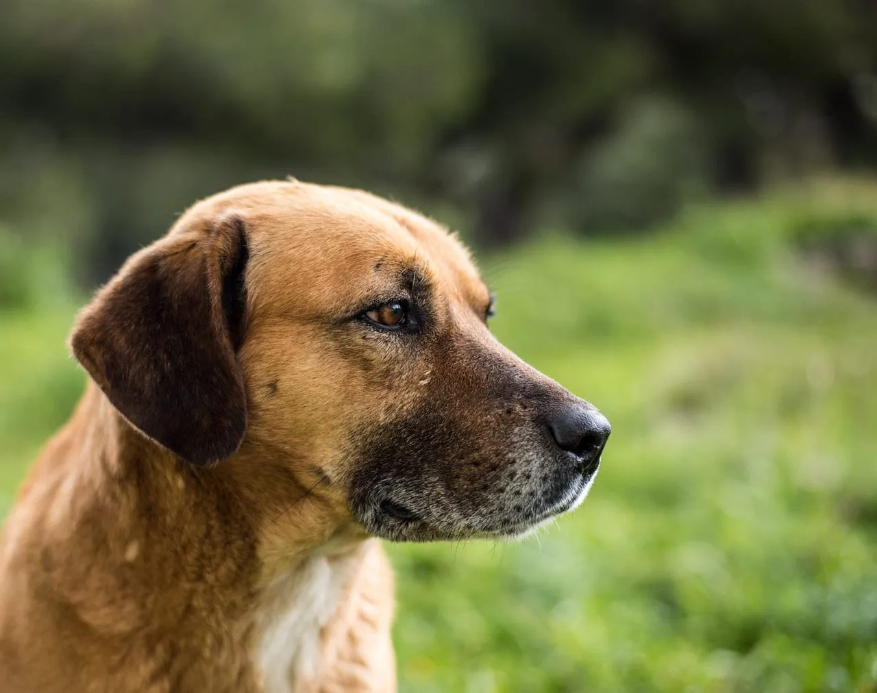 Profile of a tan mixed-breed dog outdoors