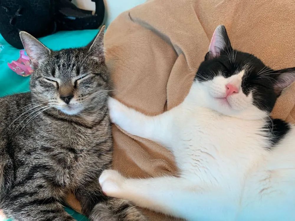 A tabby cat and a black and white cat napping side by side