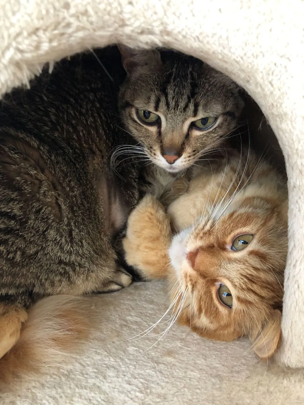 Two cats snuggled together in a cozy cat bed