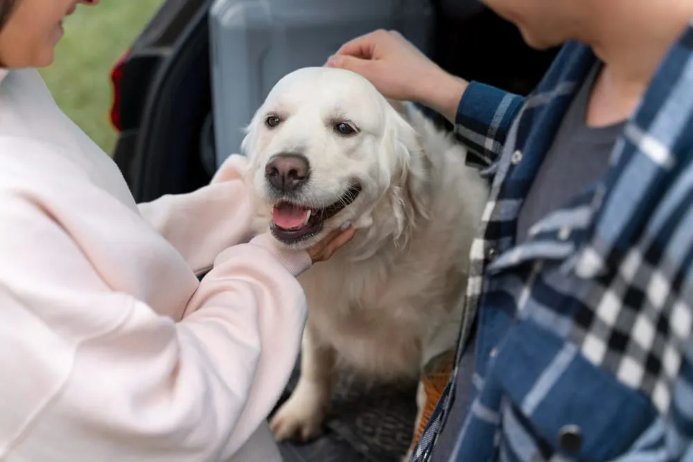 An owner comforting a white dog
