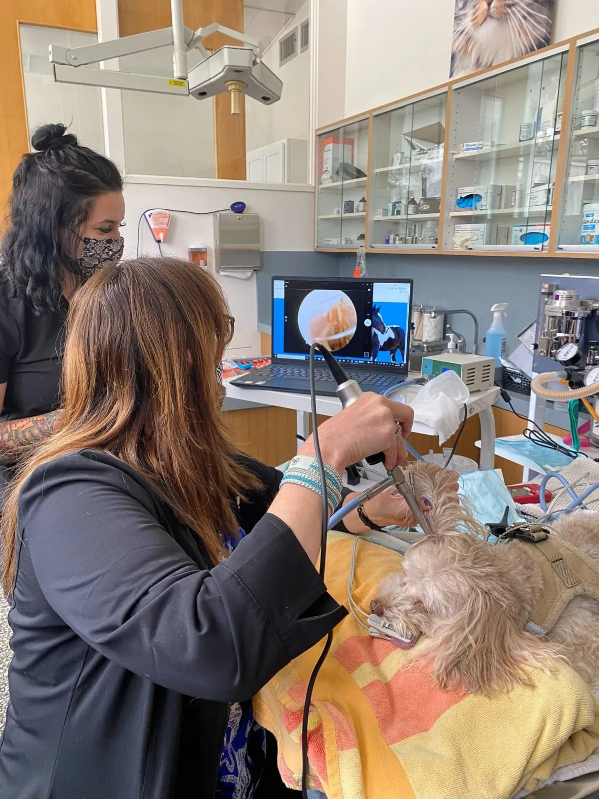 A team member using the video otoscope, with the ear canal shown on a screen