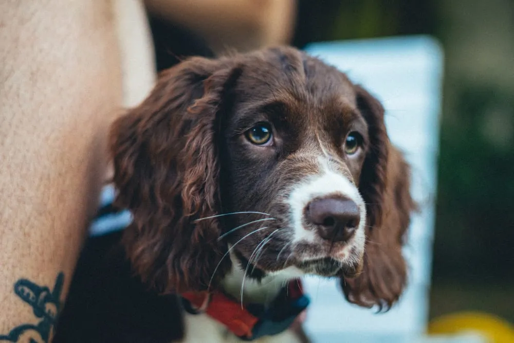 A springer spaniel with long floppy ears