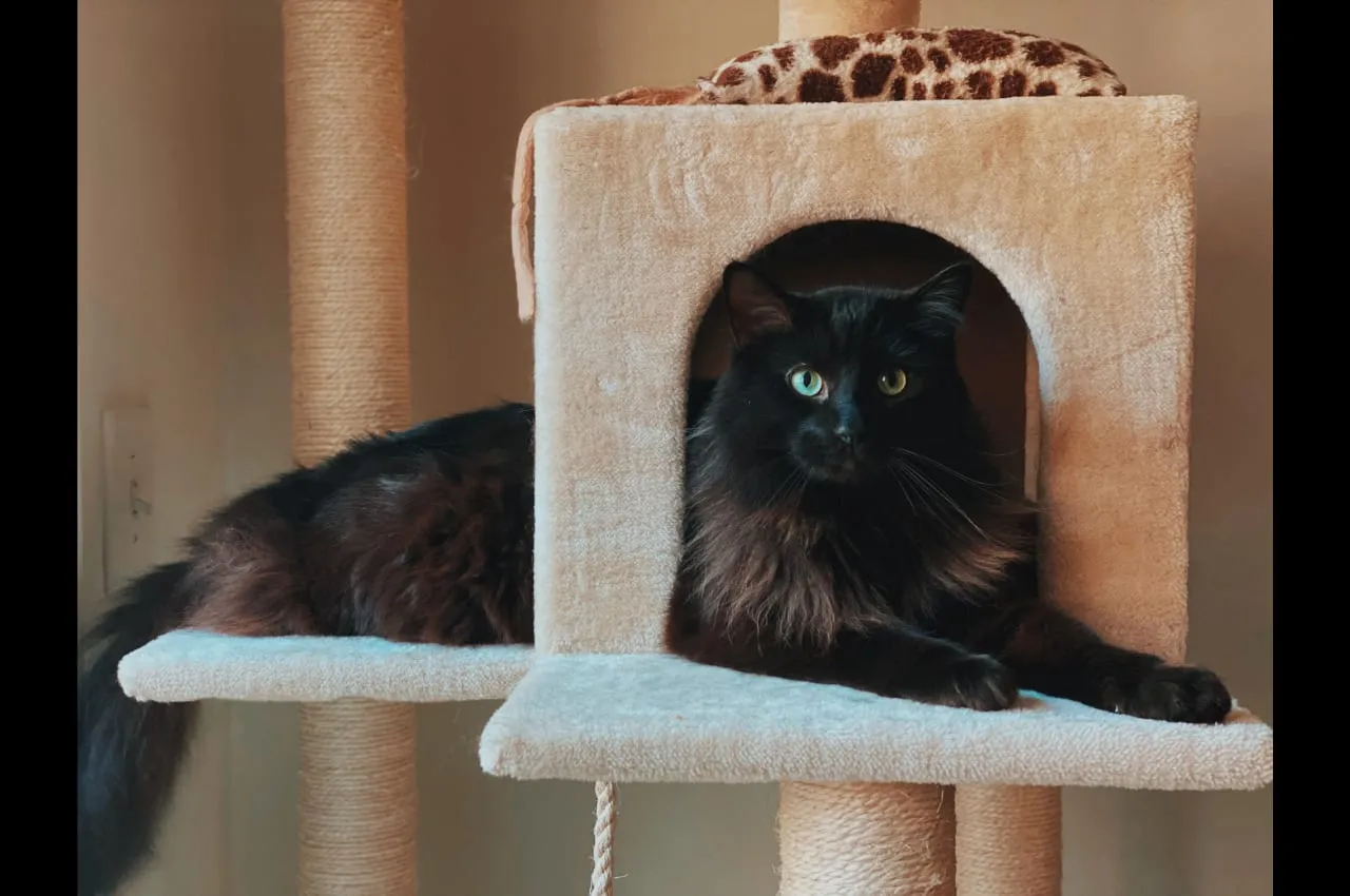 Black and brown long haired cat laying in cat tree