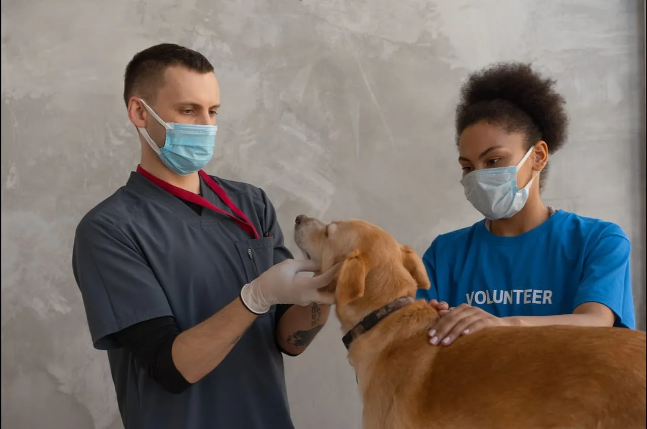Veterinarian and vet tech examining a dog.
