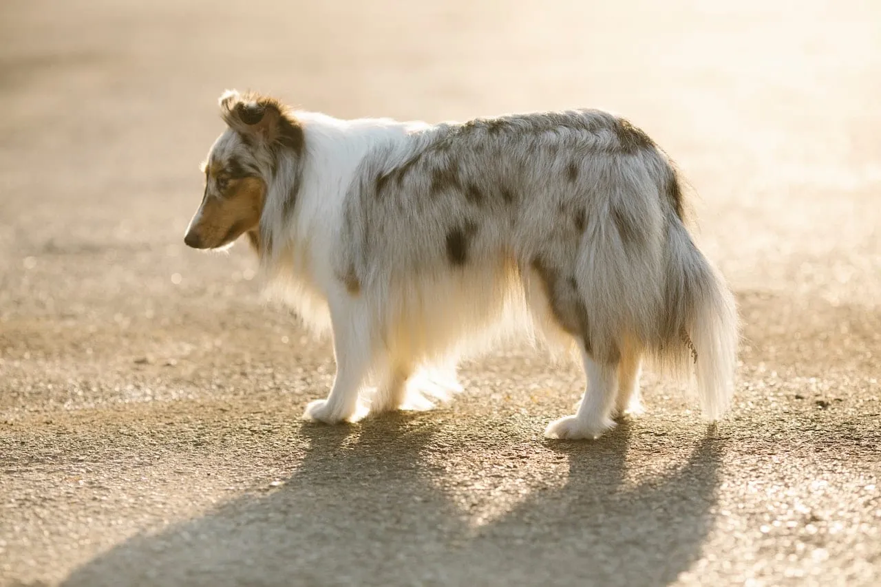 Side view of white spotted dog standing on pavement
