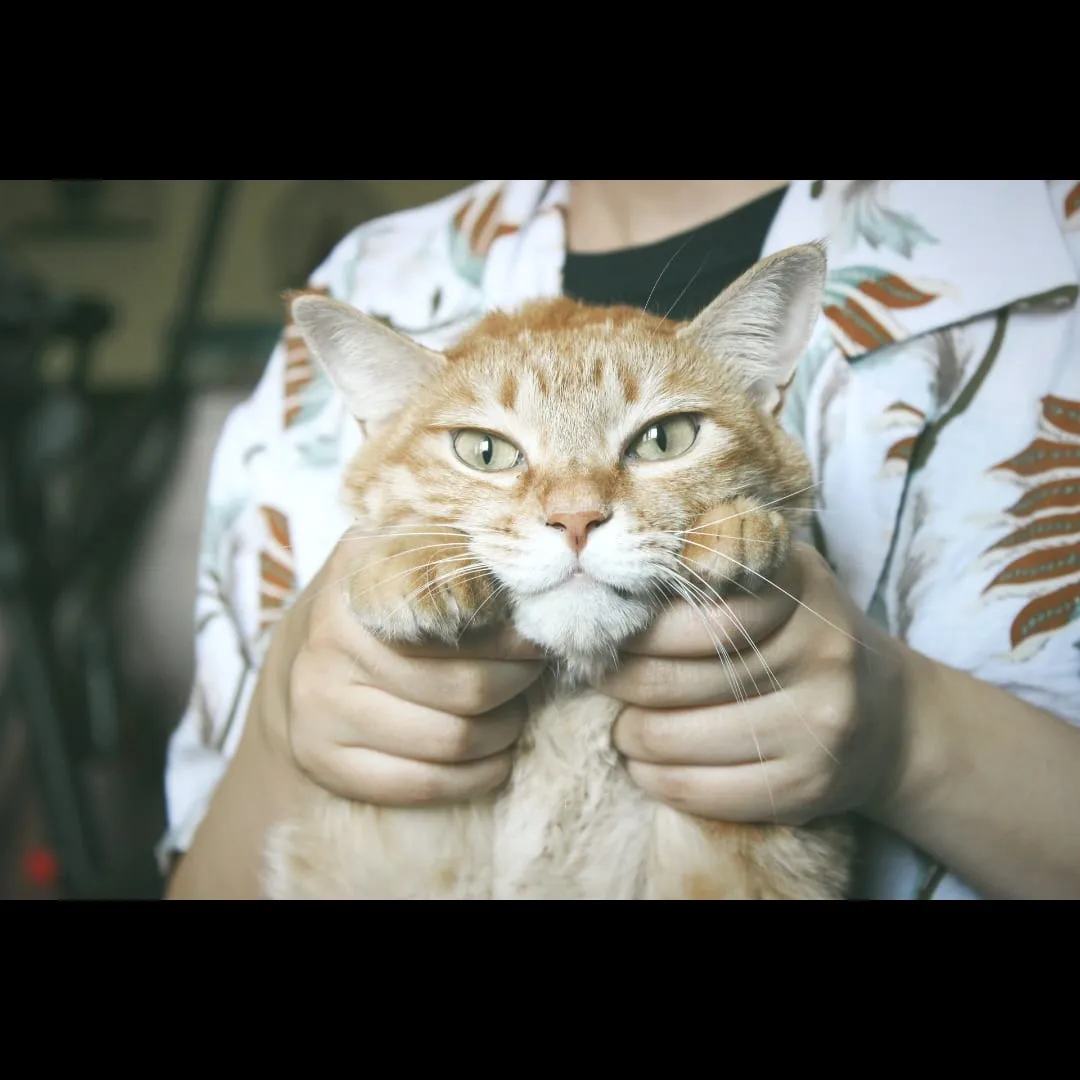 Orange tabby cat being held in its owner's arms