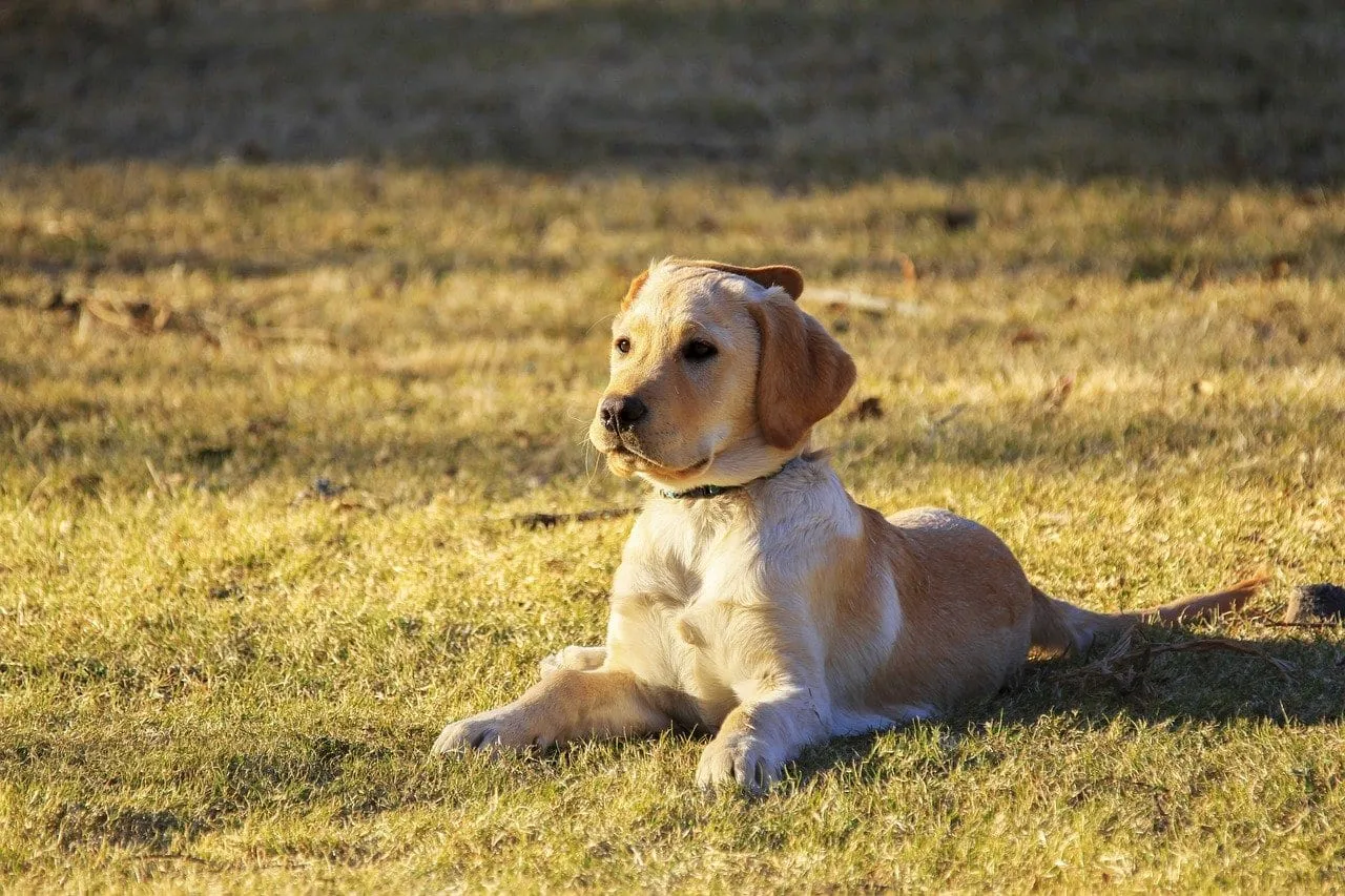 Yellow Labrador puppy lying on a sunny lawn