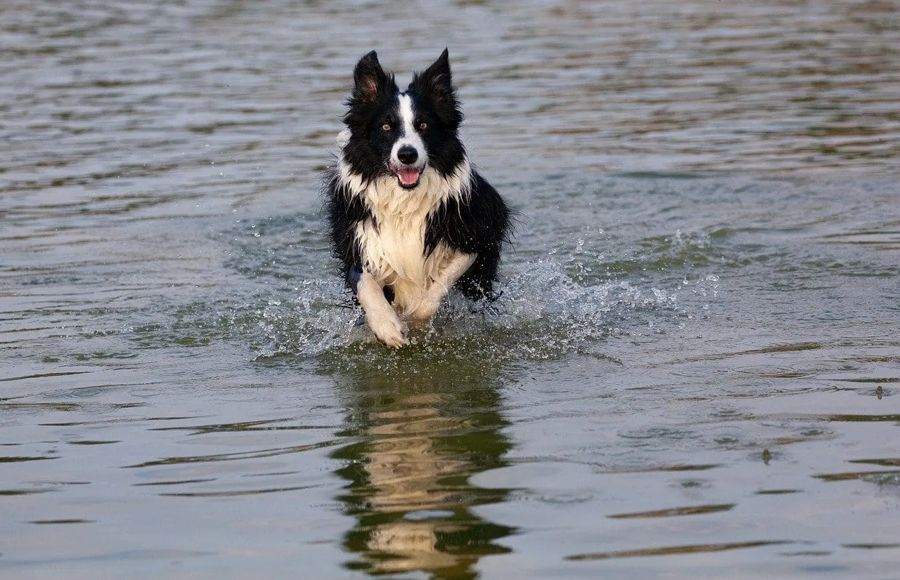 Border collie running through shallow water